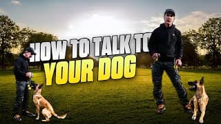 How to Talk to Your Dog in Training | Build a Better Relationship