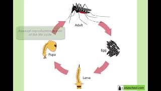 Reproduction - 1.11 The Best of Both Worlds - Reproduction in Malaria Parasites