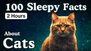 The Most Relaxing Facts About Cats to Fall Asleep To