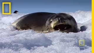 Antarctica | Exploring Oceans